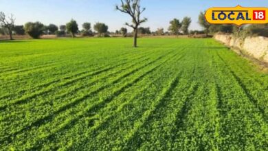 नागौर पान मेथी की कटिंग शुरू, किसानों को मिल रहा अच्छा रिटर्न.