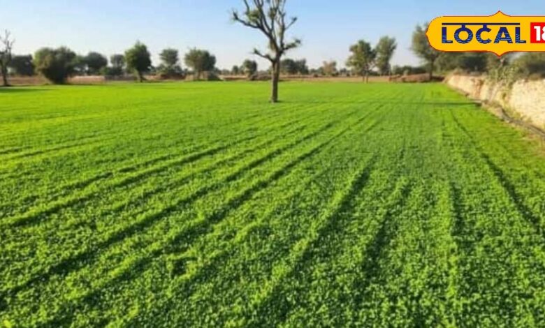 नागौर पान मेथी की कटिंग शुरू, किसानों को मिल रहा अच्छा रिटर्न.