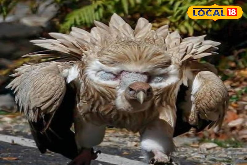 विशाल पक्षी 