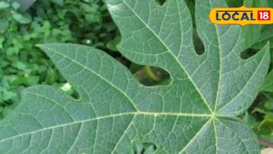 पपीते की पत्तियों से चेहरे की चमक बढ़ाएं: घरेलू फेस पैक विधि