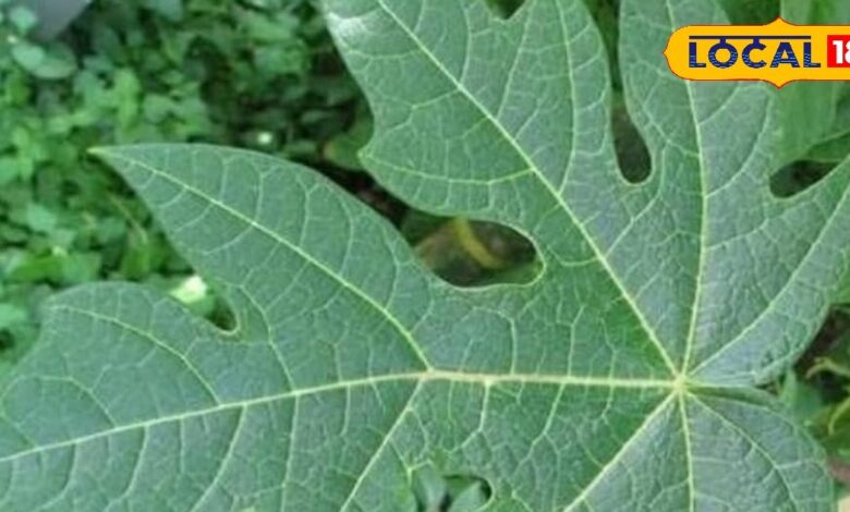 पपीते की पत्तियों से चेहरे की चमक बढ़ाएं: घरेलू फेस पैक विधि