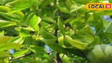 पाचन, इम्युनिटी और डायबिटीज... घर के गार्डन का यह पौधा है सेहत का खज़ाना, कई बीमारियों में फायदेमंद - Uttar Pradesh News