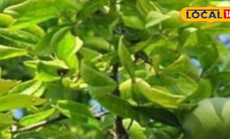 पाचन, इम्युनिटी और डायबिटीज... घर के गार्डन का यह पौधा है सेहत का खज़ाना, कई बीमारियों में फायदेमंद - Uttar Pradesh News