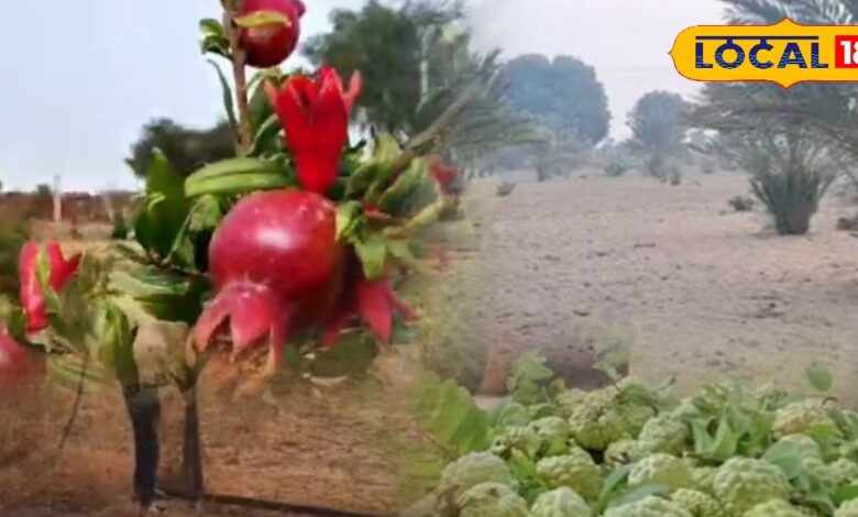 पाली के किसान आधुनिक तकनीक से अंगूर, सीताफल, अनार उगा रहे