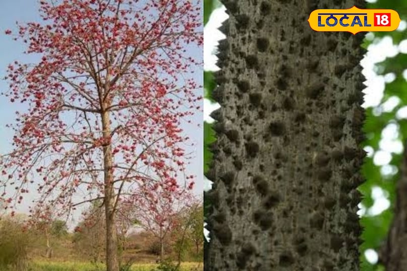 शाल्मली वृक्ष 