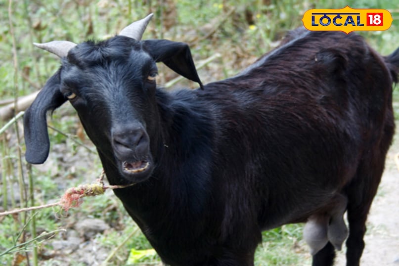 पशुपालन 