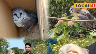 बीएसएनएल ऑफिस में बार्न आउल रेस्क्यू