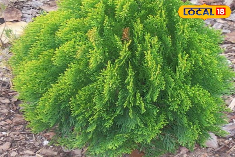 मोरपंख का पौधा मोरपंख का पौधा