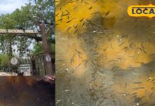 भरतपुर का केवलादेव फिर हुआ गुलजार... पांचना बांध से आईं 27 प्रजातियों...