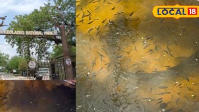 भरतपुर का केवलादेव फिर हुआ गुलजार... पांचना बांध से आईं 27 प्रजातियों...