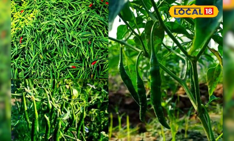 भरतपुर की मिर्च बनी किसानों की नई कमाई का जरिया, इस वजह जयपुर, दिल्ली और आगरा की मंडियों में बढ़ी डिमांड