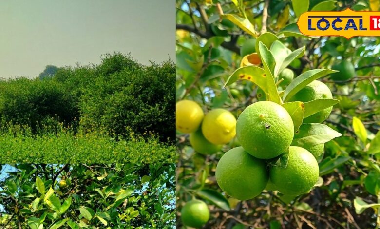 भरतपुर में बारहमासी नींबू की खेती से किसानों को सालभर मुनाफा.