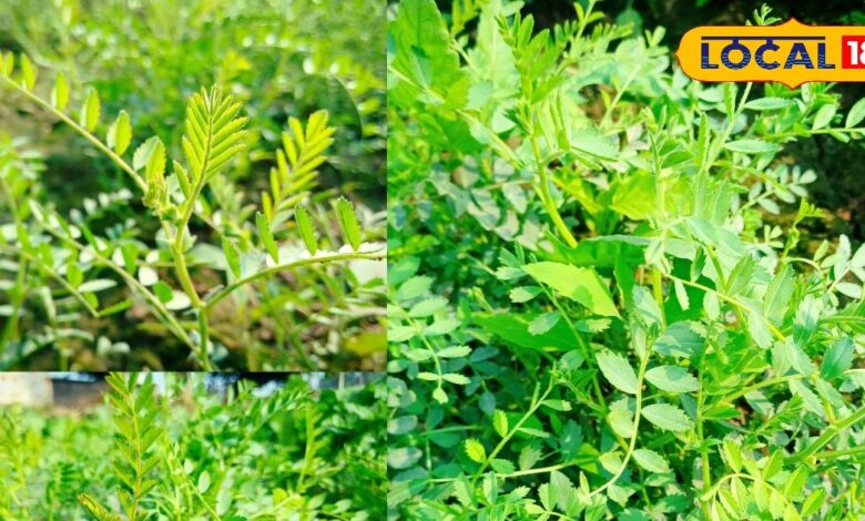 भरतपुर में सर्दियों में चने का साग के फायदे और लोकप्रियता.