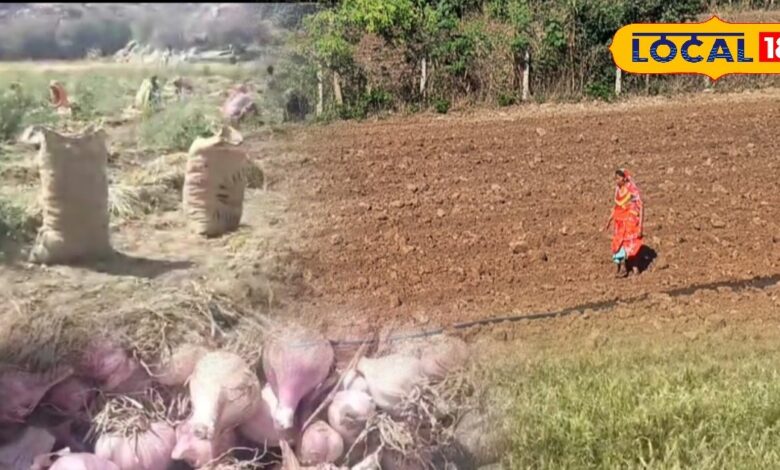 भीलवाड़ा में लहसुन की खेती का धमाका! वैज्ञानिक तकनीक से किसान उठा रहे बेमिसाल मुनाफा