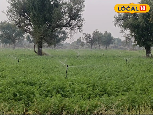 किसान खुश, फसल हरी-भरी: जानें मथानिया में फव्वारा पद्धति के फायदे, विभाग दे...