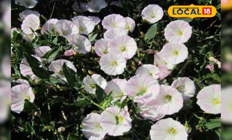 महिलाओं के लिए रामबाण औषधि! यह पौधा बढ़ाए ताकत और सौंदर्य, जानिए चौंकाने वाले फायदे