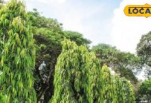 महिलाओं के लिए वरदान है यह पेड़, कई बीमारियों का है काल! फायदे जान हो जाएंगे हैरान