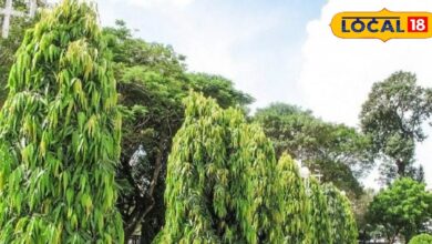 महिलाओं के लिए वरदान है यह पेड़, कई बीमारियों का है काल! फायदे जान हो जाएंगे हैरान