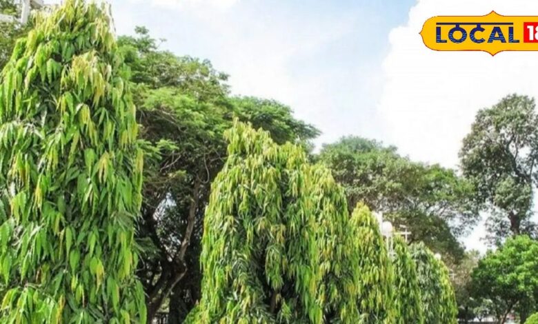 महिलाओं के लिए वरदान है यह पेड़, कई बीमारियों का है काल! फायदे जान हो जाएंगे हैरान