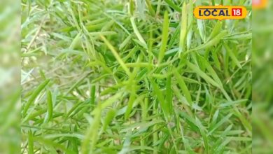 महिलाओं के लिए वरदान है शतावरी, बच्चे और मां दोनों के लिए फायदेमंद, जानिए कैसे करें सेवन