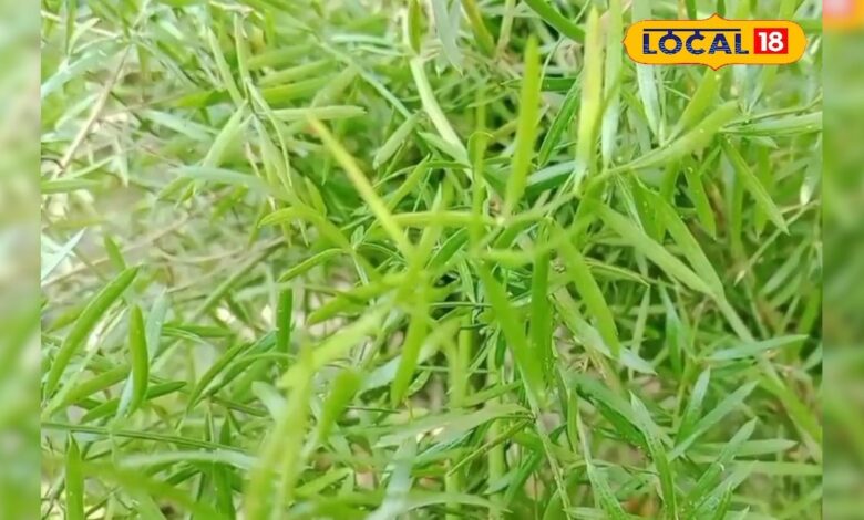 महिलाओं के लिए वरदान है शतावरी, बच्चे और मां दोनों के लिए फायदेमंद, जानिए कैसे करें सेवन