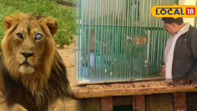 माचिया पार्क में शुरू हुई वन्यजीवों की विंटर डाइट! जानवरों के लिए लागू.....