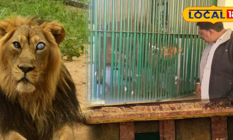 माचिया पार्क में शुरू हुई वन्यजीवों की विंटर डाइट! जानवरों के लिए लागू.....