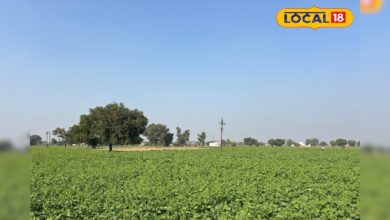 मावठ ने बदल दिया खेल! अलवर में सरसों–गेहूं–चना की बुवाई तेज, उत्पादन बढ़ने के आसार