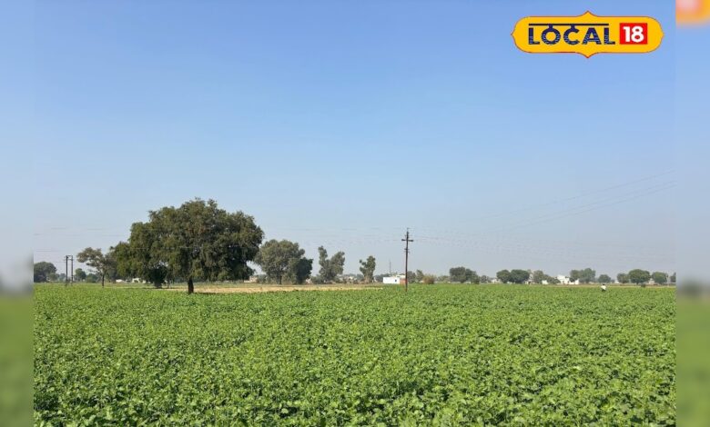 मावठ ने बदल दिया खेल! अलवर में सरसों–गेहूं–चना की बुवाई तेज, उत्पादन बढ़ने के आसार