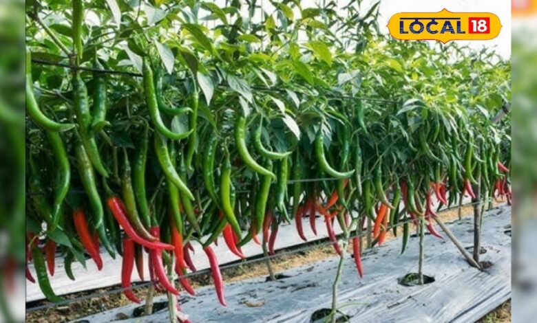 मिर्च की फसल को लीफ कर्ल व मोज़ेक रोग से कैसे बचाएं – News18 हिंदी