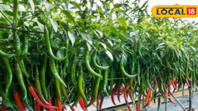 मिर्च में लग गया लीफ कर्ल और मोजेक रोग, पानी में 0.3 एमएल मिलाकर यह दवा छिड़कें, उपज भी होगी बंपर