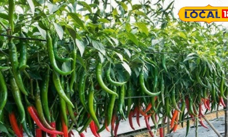 मिर्च में लग गया लीफ कर्ल और मोजेक रोग, पानी में 0.3 एमएल मिलाकर यह दवा छिड़कें, उपज भी होगी बंपर