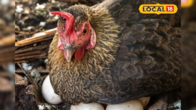 मुर्गी पालन का करें बिजनेस, लागत-मेहनत बहुत कम, घर बैठे बन जाएंगे लखपति! सिर्फ इन बातों का रखें ध्यान