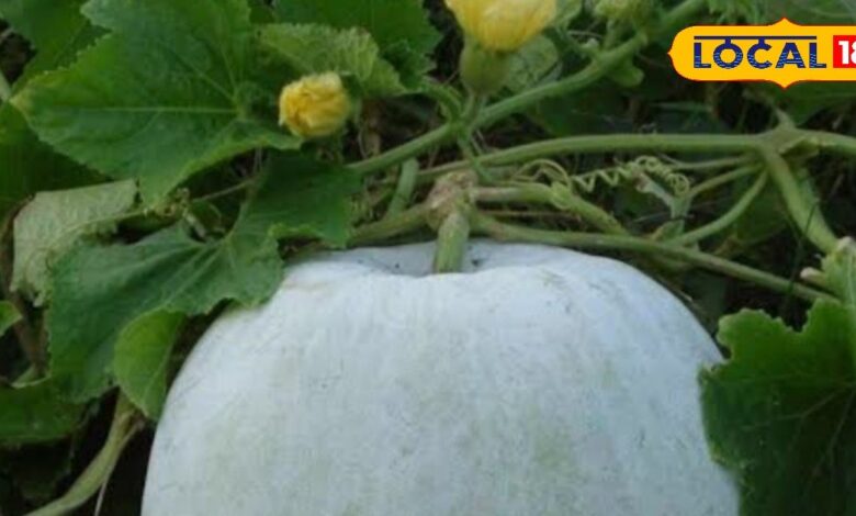 ये सफेद चीज धांसू डॉक्टर! पेट के लिए वरदान, सर्दियों में भी आए काम, पत्ते रोक देंगे बहता खून, जानें और फायदे - Madhya Pradesh News
