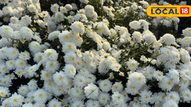 राजस्थान की गर्म मिट्टी में खिला हिमाचल का फूल, किसानों ने दिखाई नवाचार की मिसाल, लाखों में कमा रहे मुनाफा