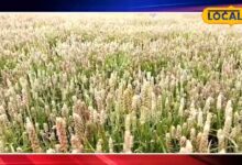 राजस्थान के किसान इस फसल की करें खेती, कम लागत में मिलती है बंपर उपज, हेक्टर में दो लाख तक होगी कमाई