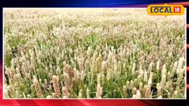 राजस्थान के किसान इस फसल की करें खेती, कम लागत में मिलती है बंपर उपज, हेक्टर में दो लाख तक होगी कमाई