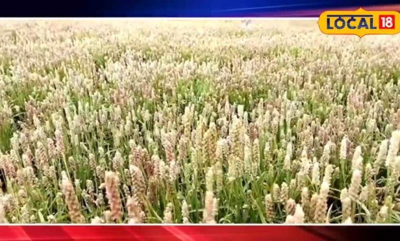 राजस्थान के किसान इस फसल की करें खेती, कम लागत में मिलती है बंपर उपज, हेक्टर में दो लाख तक होगी कमाई