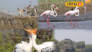 राजस्थान में छिपा स्वर्ग! भीलवाड़ा का अनोखा पक्षी गांव- जहां सर्दियों में आते हैं विदेशी मेहमान