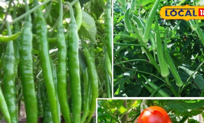 राजस्थान में सब्जियों की फसल बचाने के देसी और वैज्ञानिक उपाय जानें.