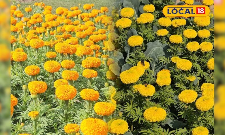 रेगिस्तान में खिल रहा गेंदा और रजनीगंधा, हर सीजन लाखों की कमाई – News18 हिंदी