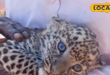 सड़क किनारे मिले तीन पैंथर शावकों का रेस्क्यू