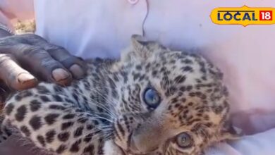 सड़क किनारे मिले तीन पैंथर शावकों का रेस्क्यू