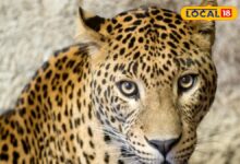 सड़को पर घूमने निकला...उदयपुर में फिर मचा हड़कंप! गांव के घर में घुसा लेपर्ड, ग्रामीणों ने सूझबूझ से किया कैद