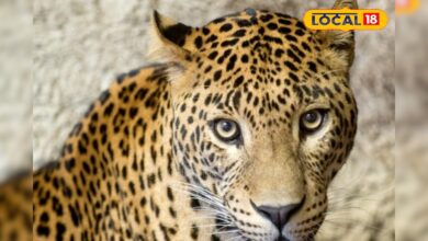 सड़को पर घूमने निकला...उदयपुर में फिर मचा हड़कंप! गांव के घर में घुसा लेपर्ड, ग्रामीणों ने सूझबूझ से किया कैद