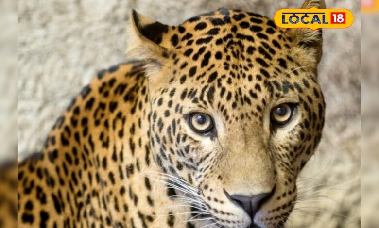 सड़को पर घूमने निकला...उदयपुर में फिर मचा हड़कंप! गांव के घर में घुसा लेपर्ड, ग्रामीणों ने सूझबूझ से किया कैद