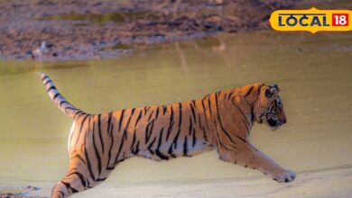 सरिस्का टाइगर रिजर्व में साइटिंग: टाइग्रेस ST-19 पहली बार तीन शावकों संग दिखी, पिछले कई दिनों से लगातार टाइगर्स की साइटिंग 