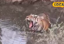 सरिस्का में रिकॉर्ड तोड़ भीड़, लेकिन असली ड्रामा दो बाघों के टकराव का… आने वाला समय खतरनाक!