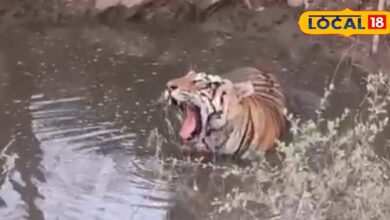 सरिस्का में रिकॉर्ड तोड़ भीड़, लेकिन असली ड्रामा दो बाघों के टकराव का… आने वाला समय खतरनाक!