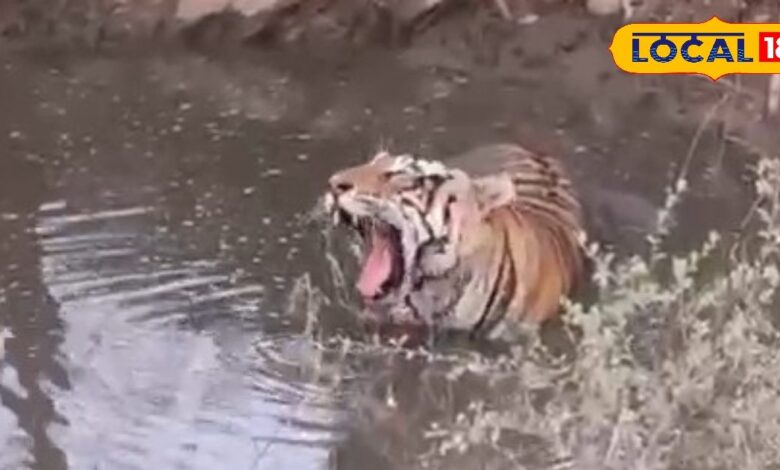 सरिस्का में रिकॉर्ड तोड़ भीड़, लेकिन असली ड्रामा दो बाघों के टकराव का… आने वाला समय खतरनाक!